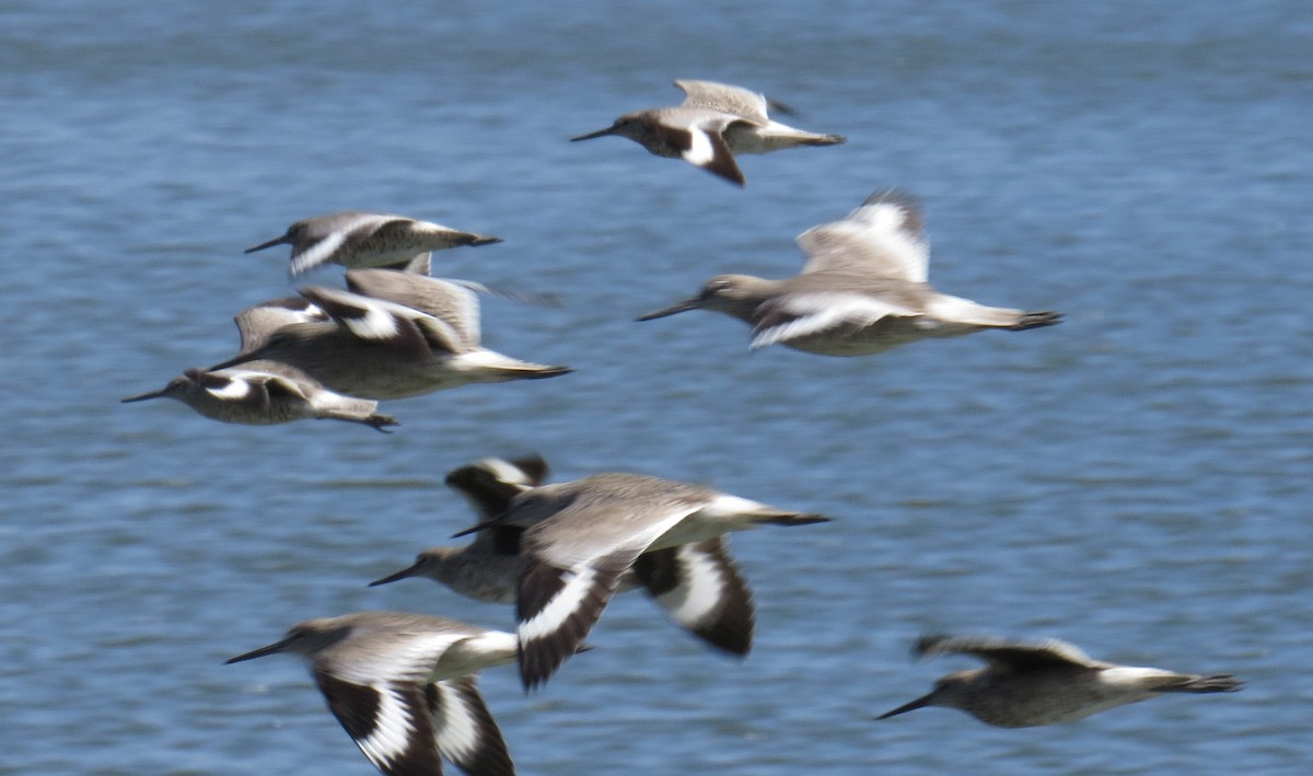 Willet - ML224000011