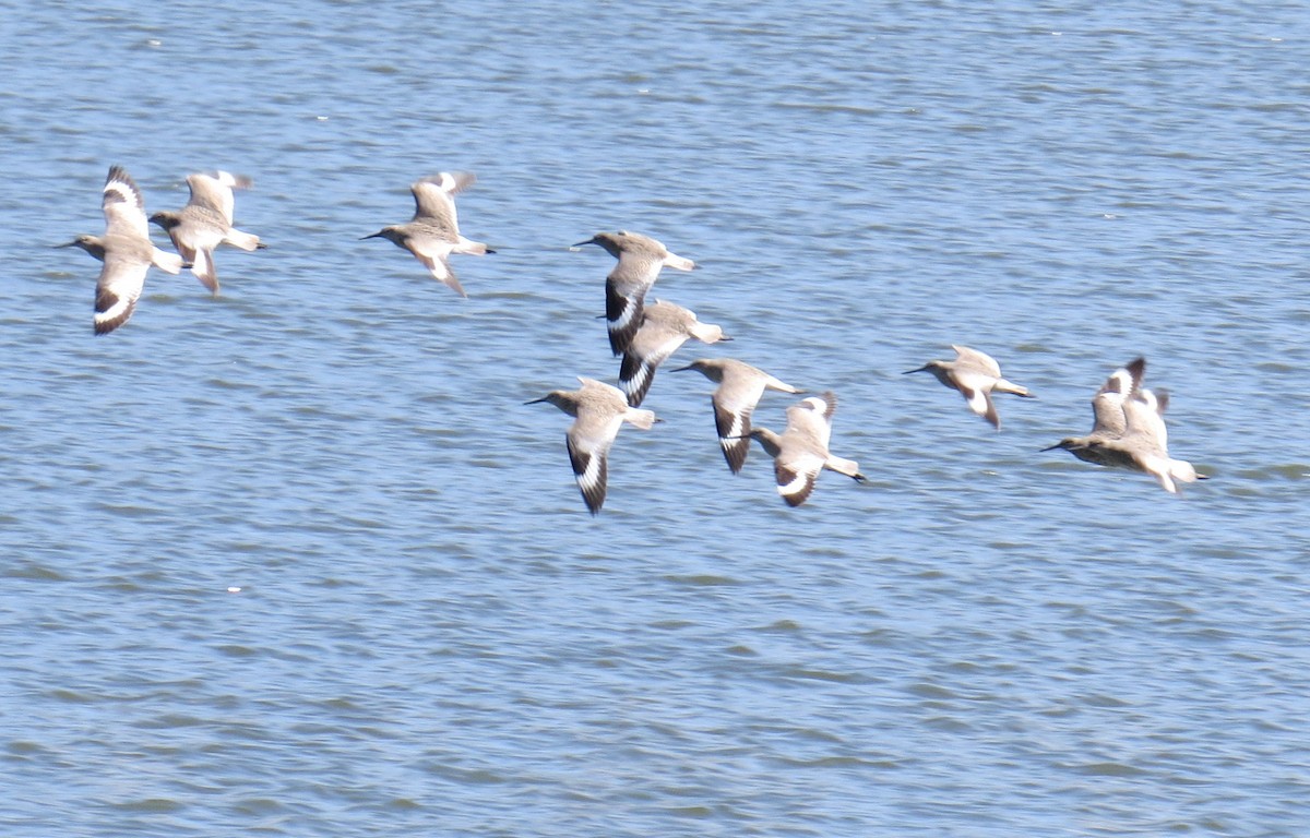 Willet - ML224000081