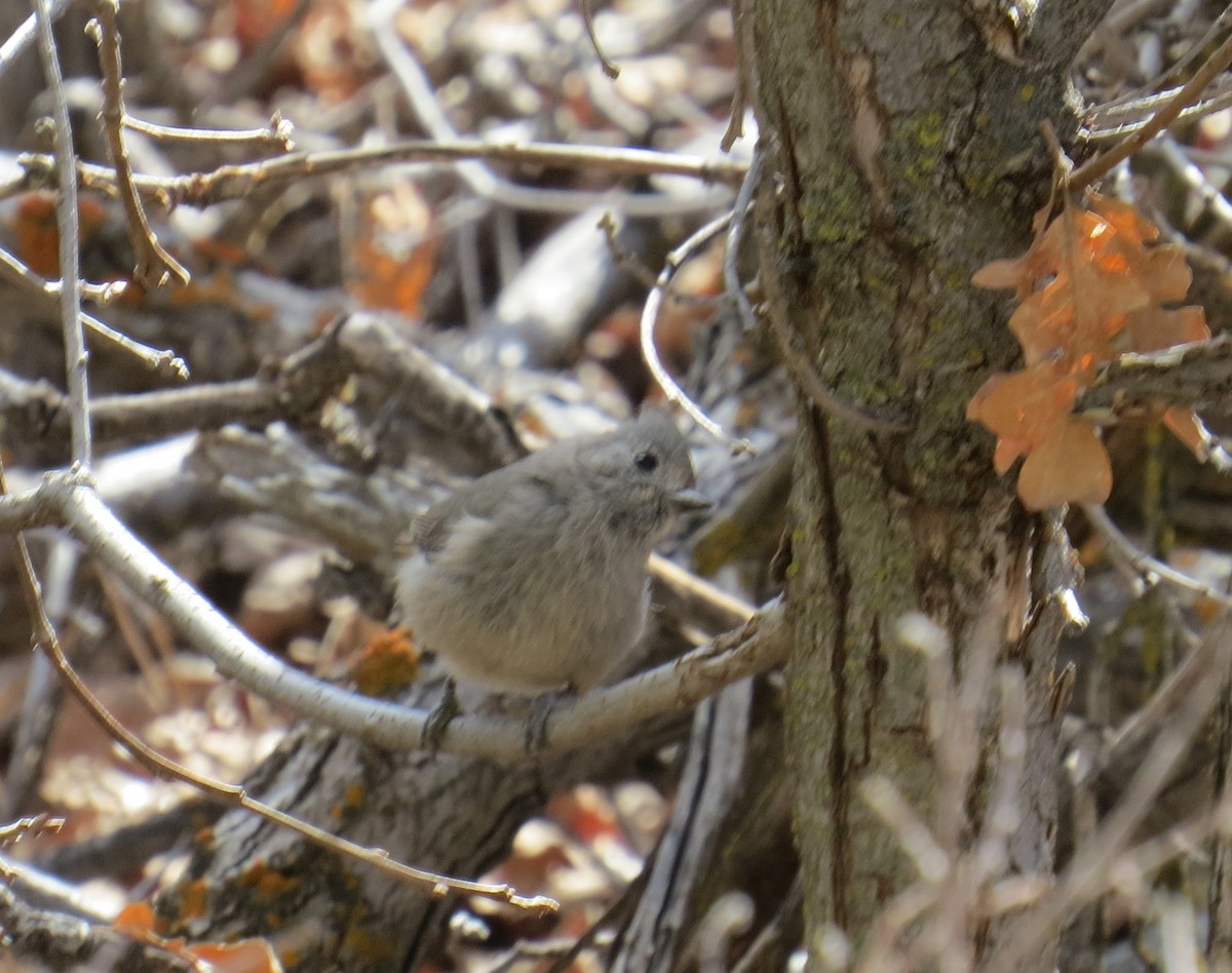 Juniper Titmouse - ML224000231