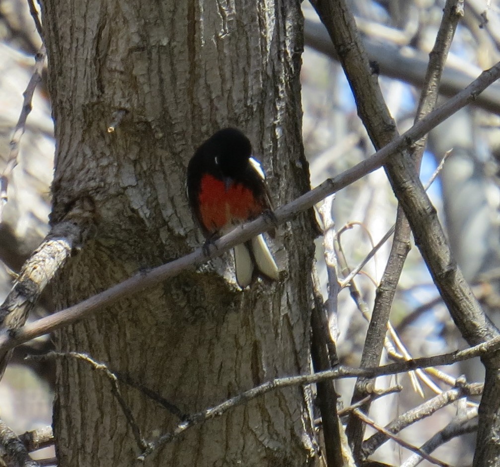 Painted Redstart - ML224000331