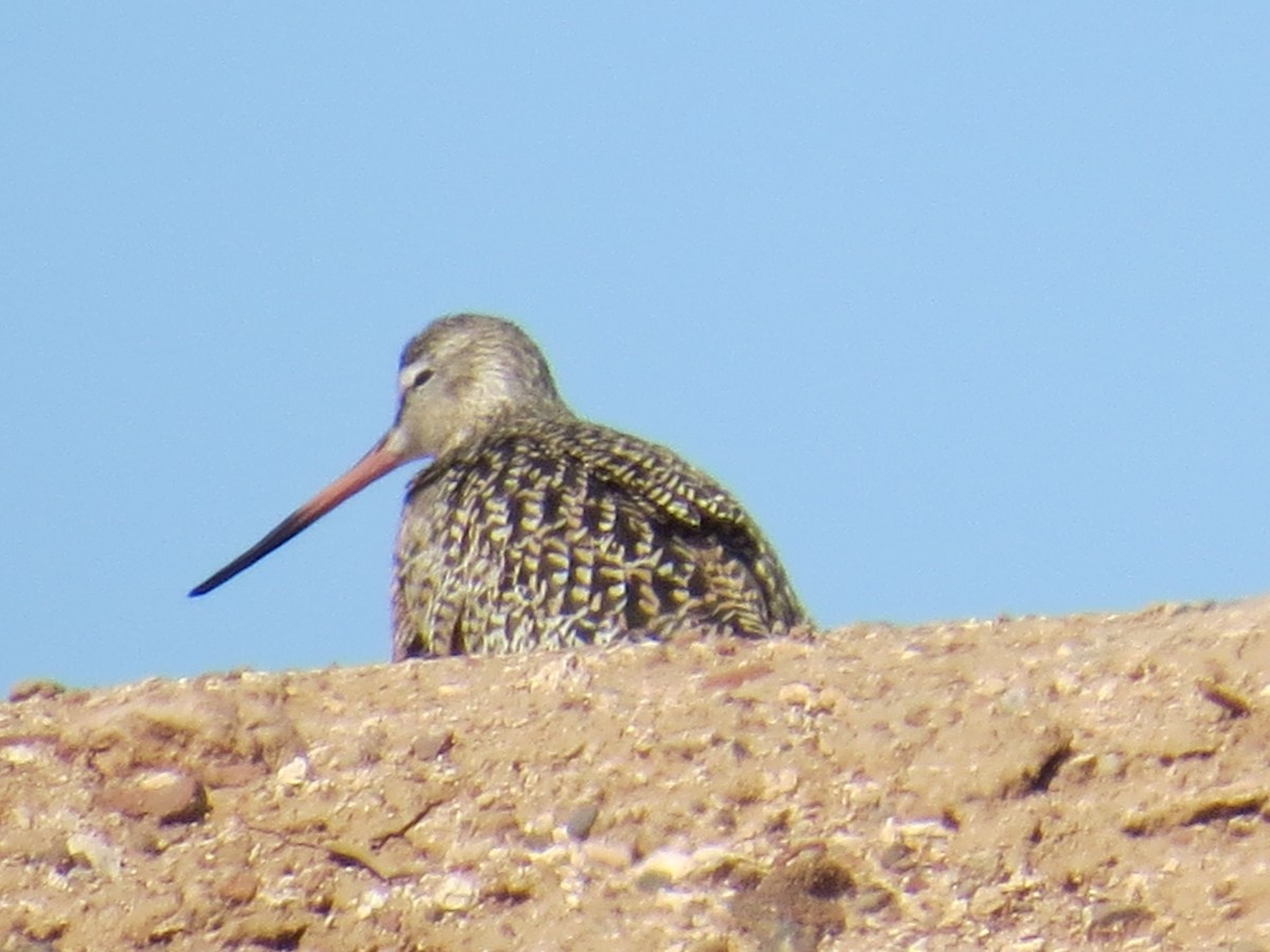 Marbled Godwit - ML224001021