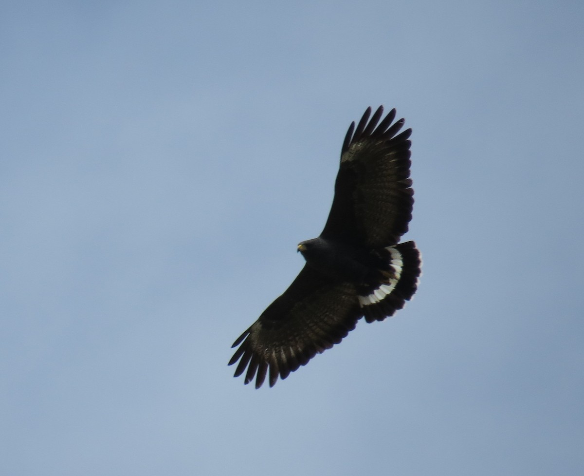 Common Black Hawk - ML224003121