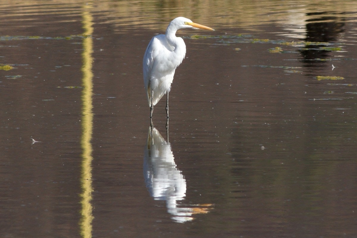 Great Egret - ML224003691