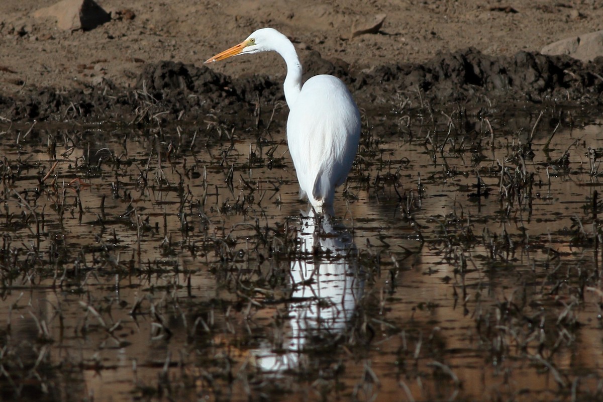 Great Egret - ML224004111