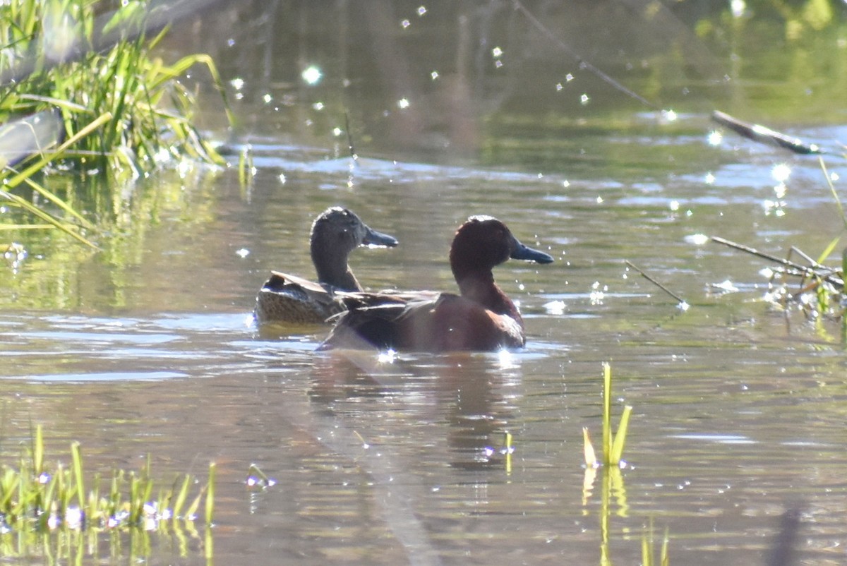 Cinnamon Teal - Claire H