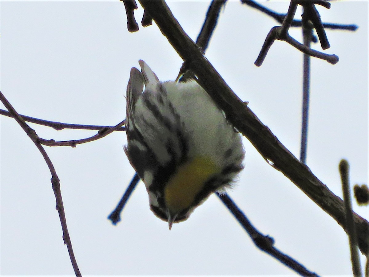 Yellow-throated Warbler - ML224006021