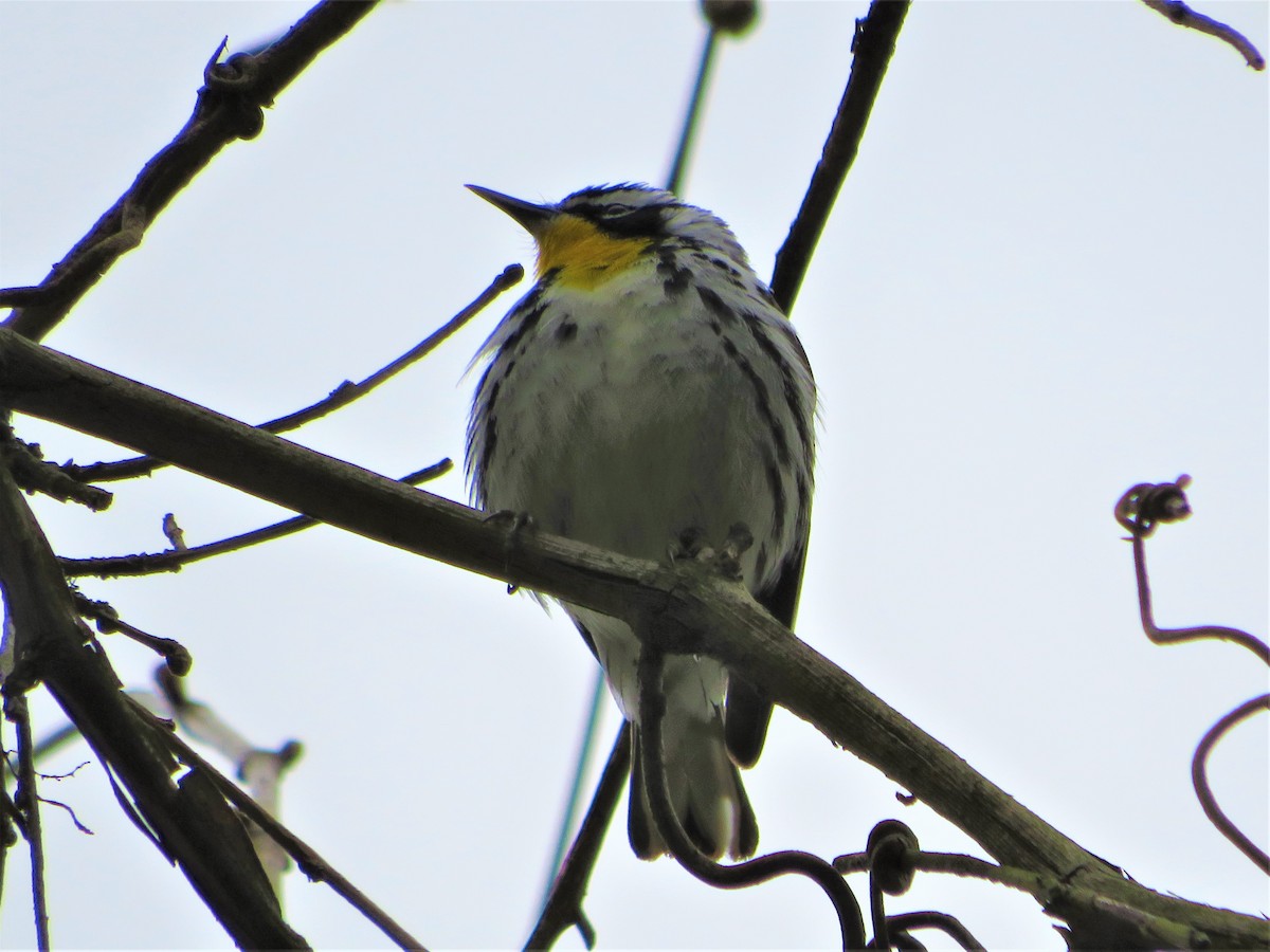 Yellow-throated Warbler - ML224006051