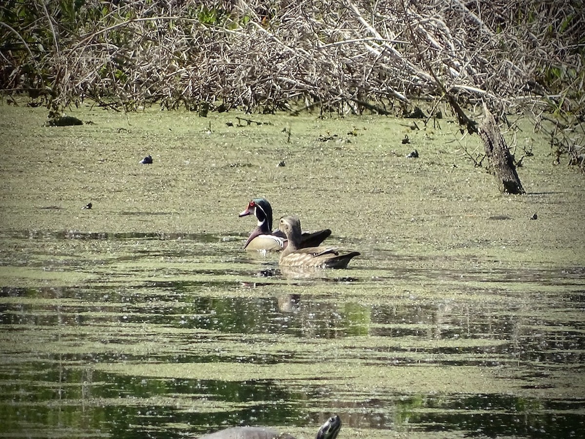 Wood Duck - ML224010141