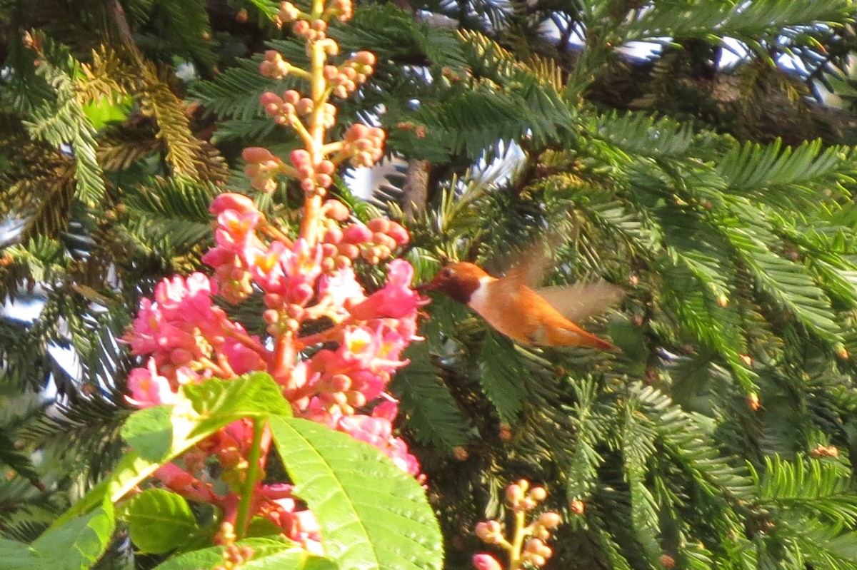 Rufous Hummingbird - ML224010161
