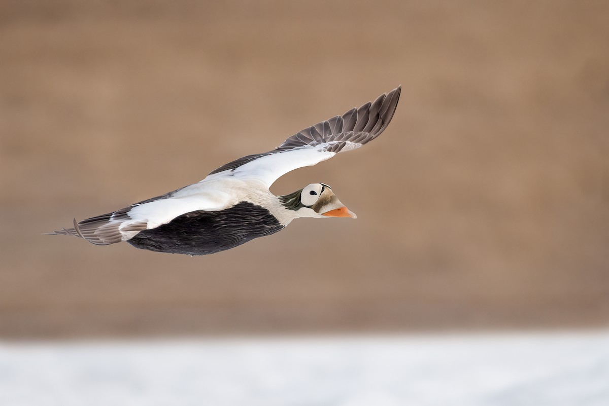 Spectacled Eider - ML224010751