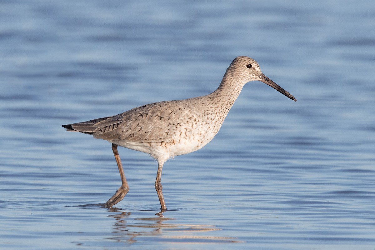 Willet - ML224012341