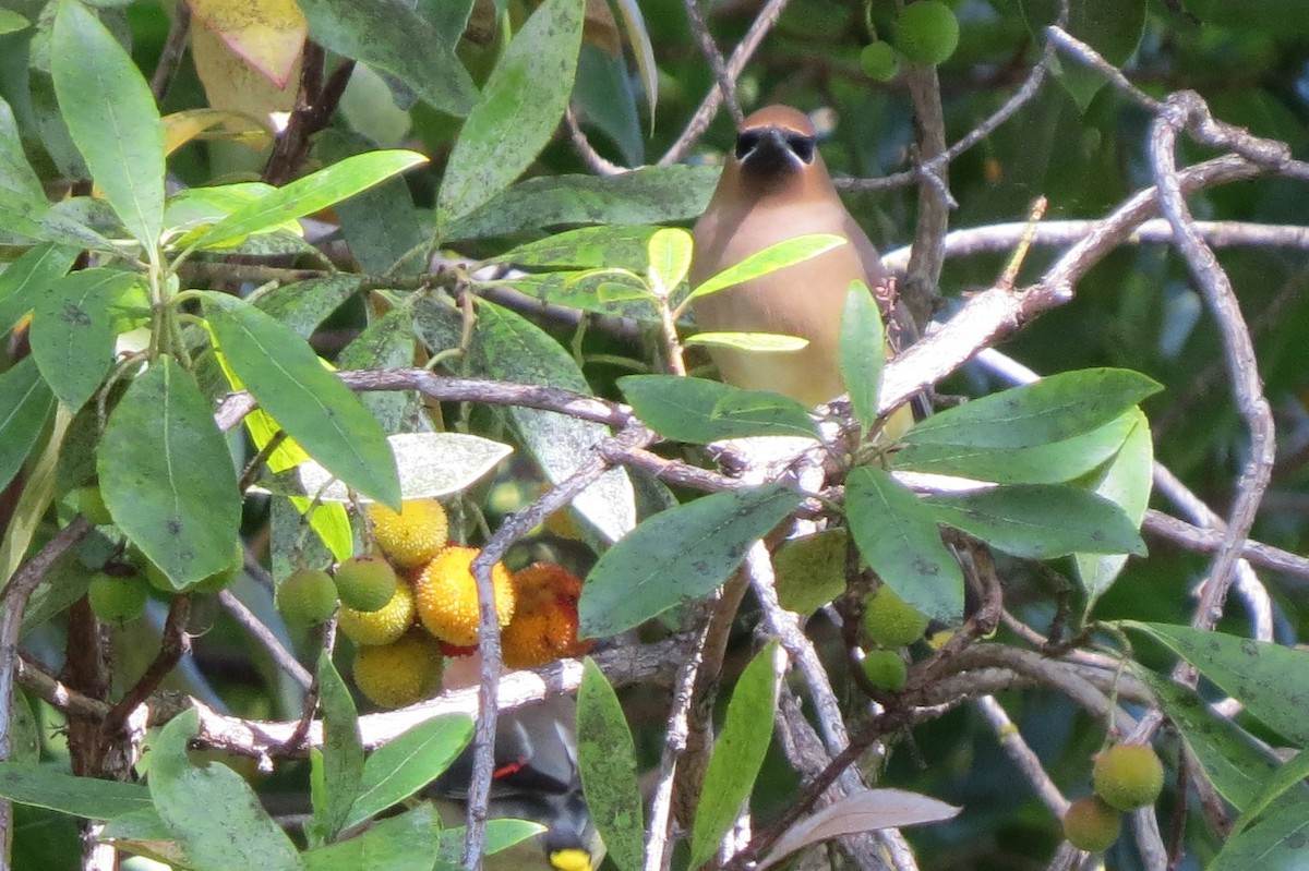 Cedar Waxwing - ML224013191