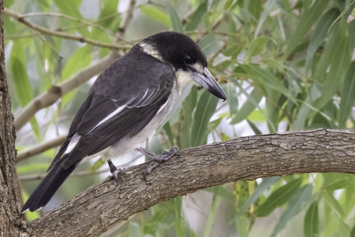 Gray Butcherbird - Kent Warner