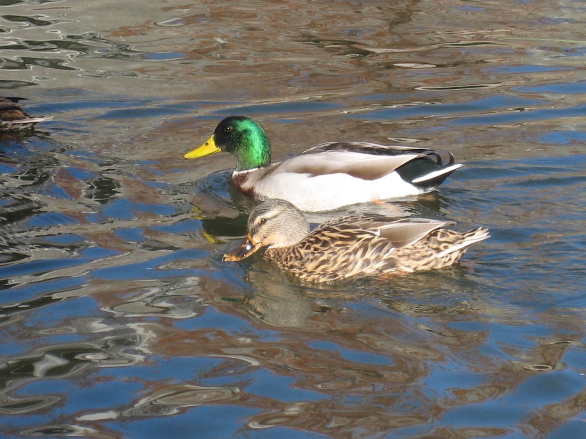 Canard colvert - ML224014271