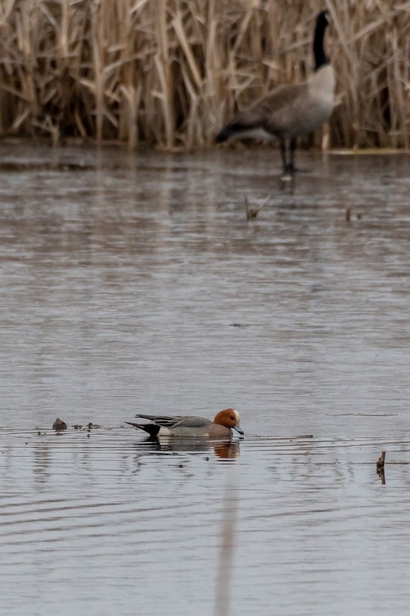 Eurasian Wigeon - Brian Reinke