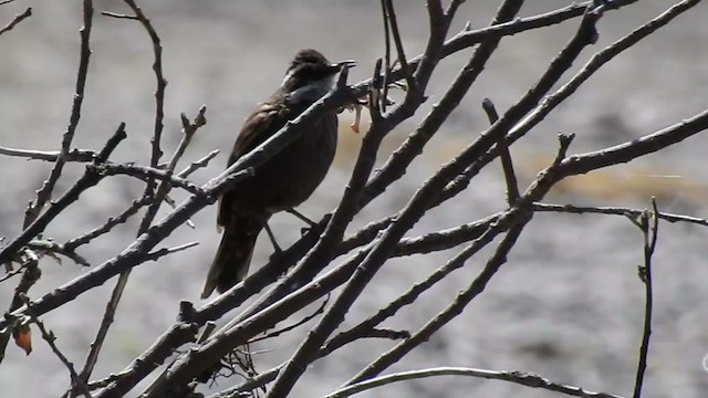 Remolinera Araucana - ML224018611