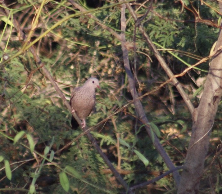 Common Ground Dove - ML224019921