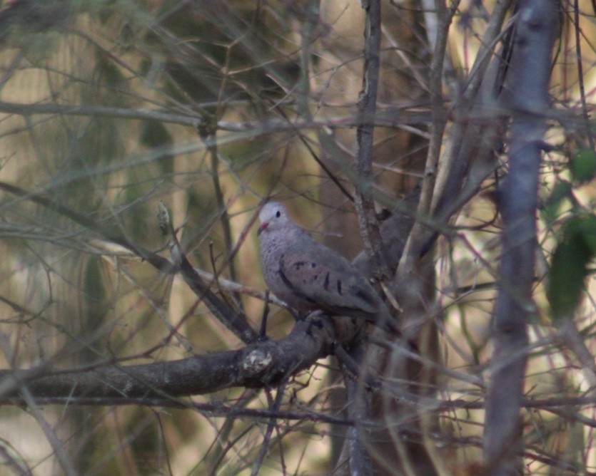 Common Ground Dove - Gumercindo  Pimentel