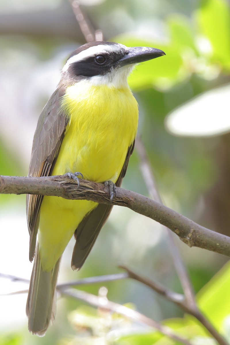 Boat-billed Flycatcher - ML224020411