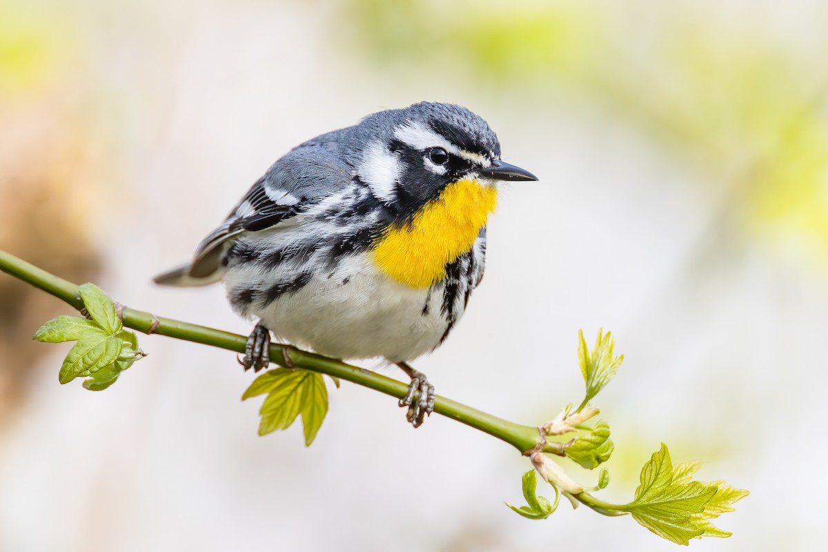 Yellow-throated Warbler - ML224021671