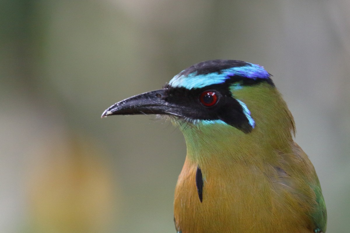 Diademmotmot - ML224022621