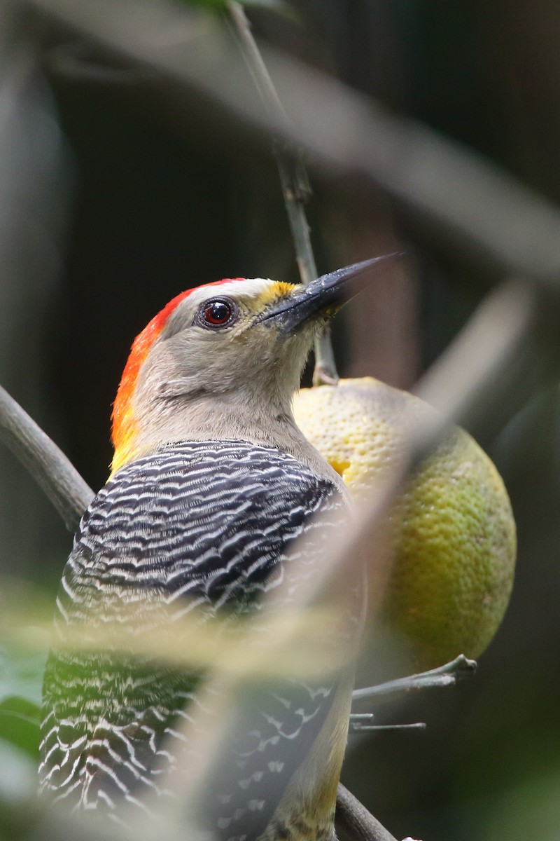 Carpintero Frentidorado (grupo santacruzi) - ML224022681