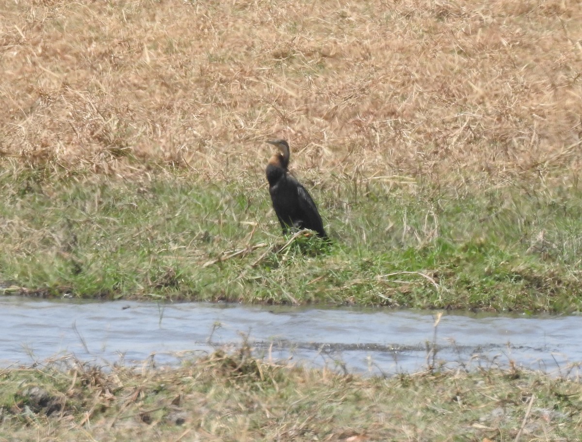 African Darter - marti ikehara