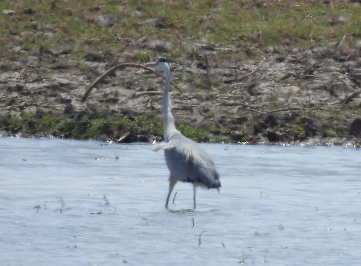 Gray Heron - ML224023761