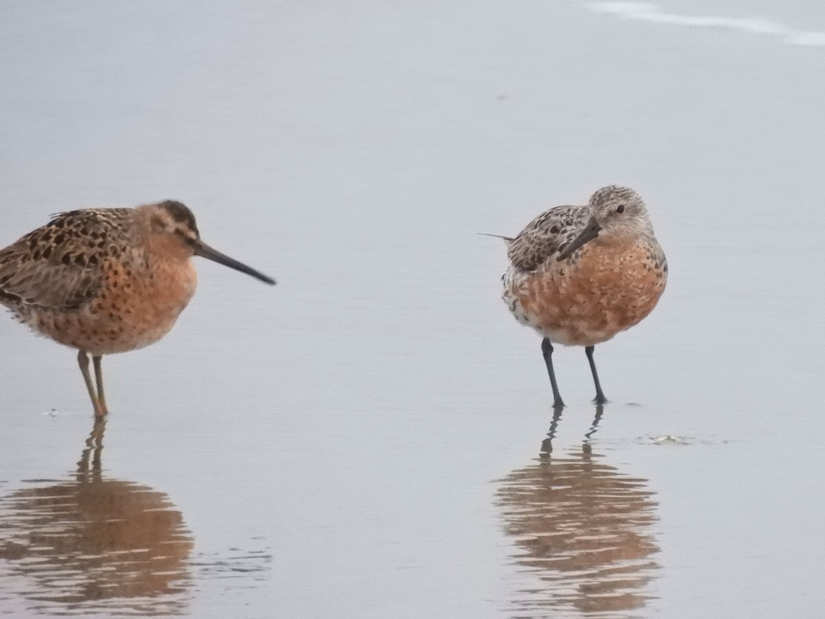 Red Knot - Cliff Cordy