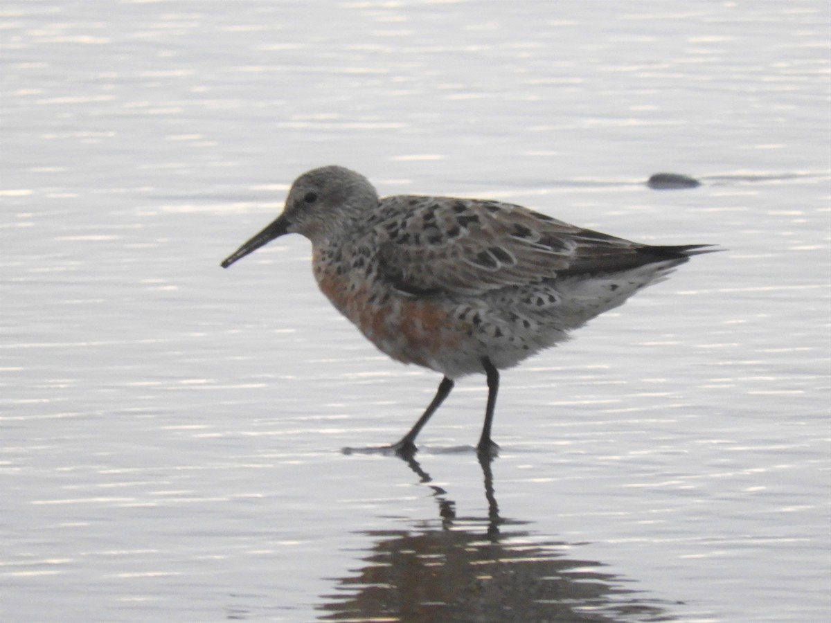 Red Knot - Cliff Cordy