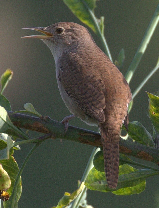 House Wren - ML224024951