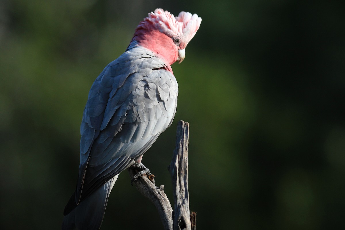 Cacatúa Galah - ML224025001