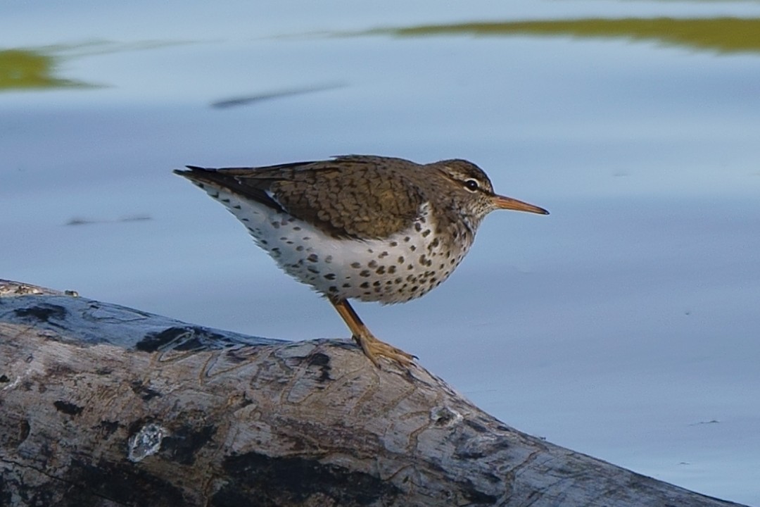 Spotted Sandpiper - ML224026511