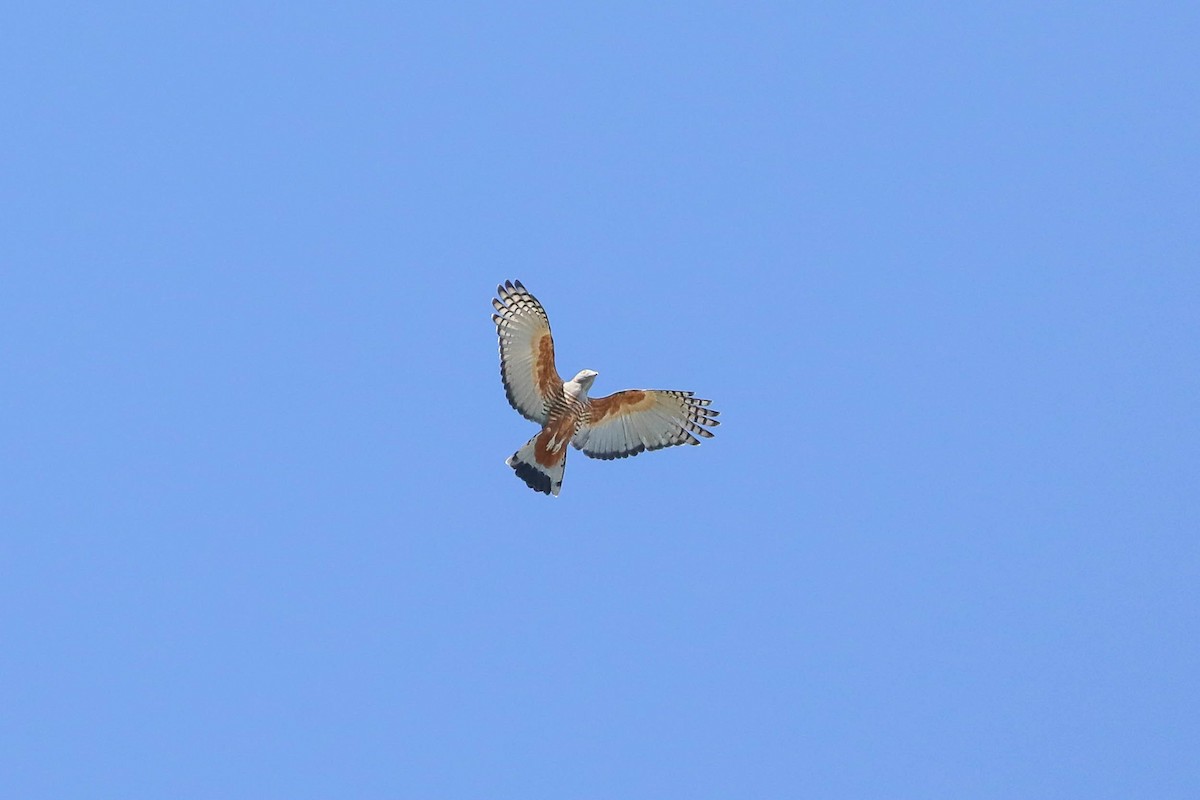 Pacific Baza - Ged Tranter