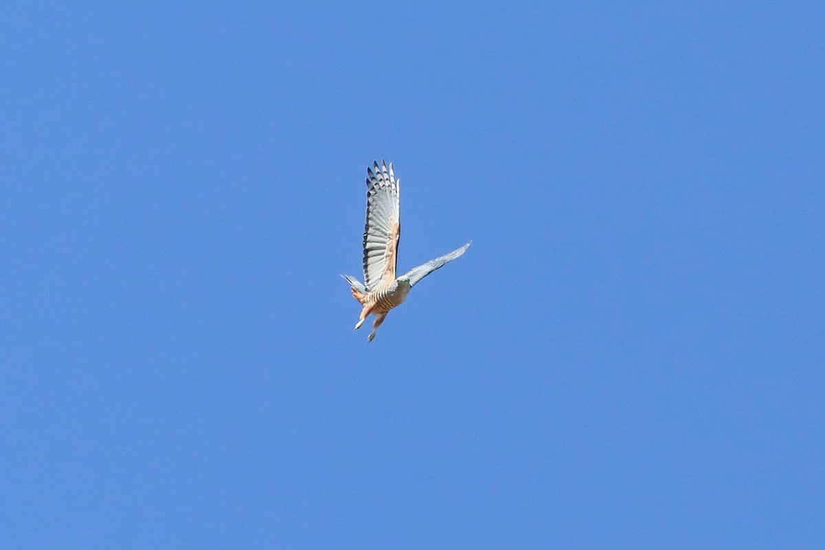 Pacific Baza - ML224026811