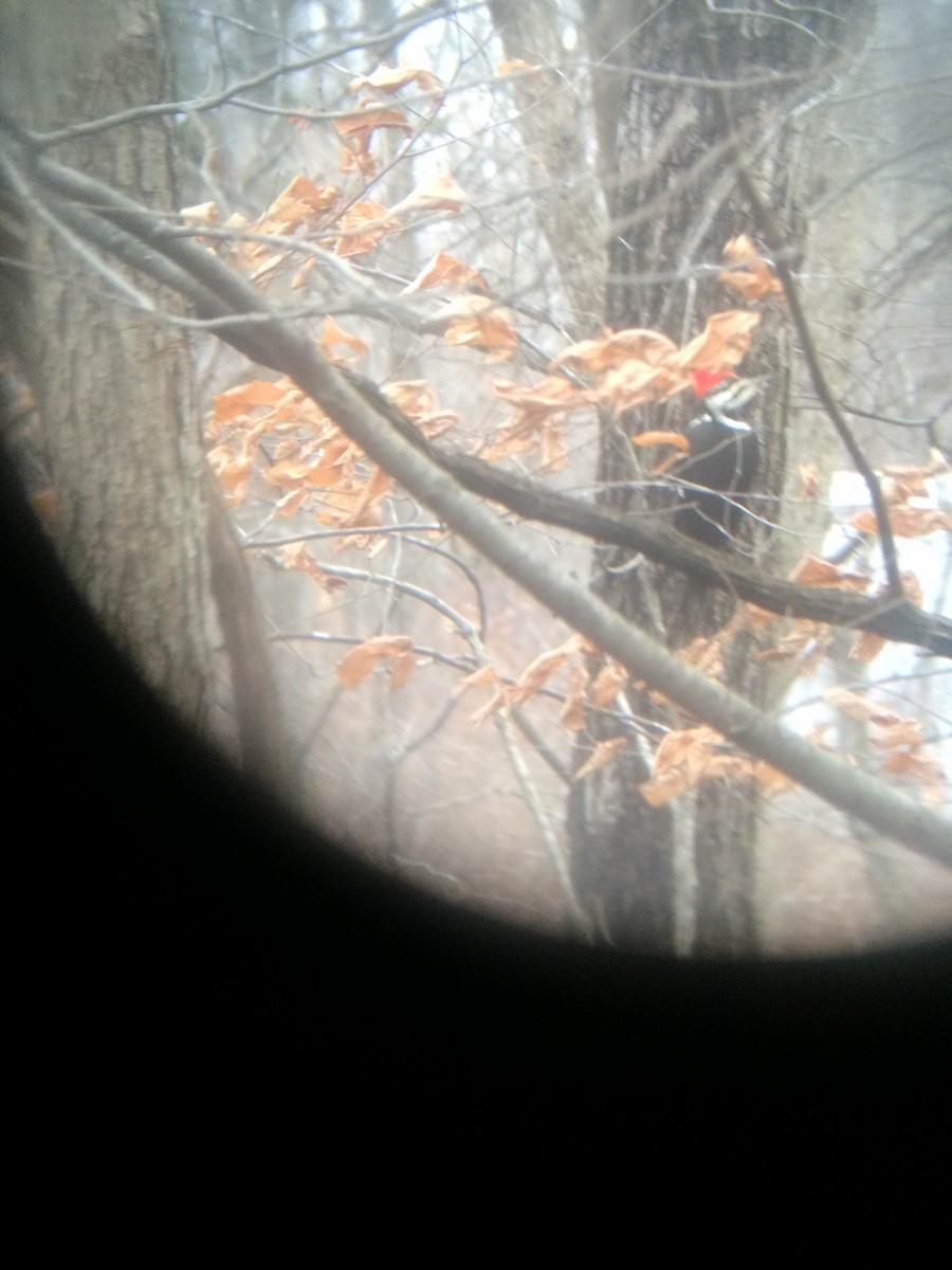 Pileated Woodpecker - ML22402741