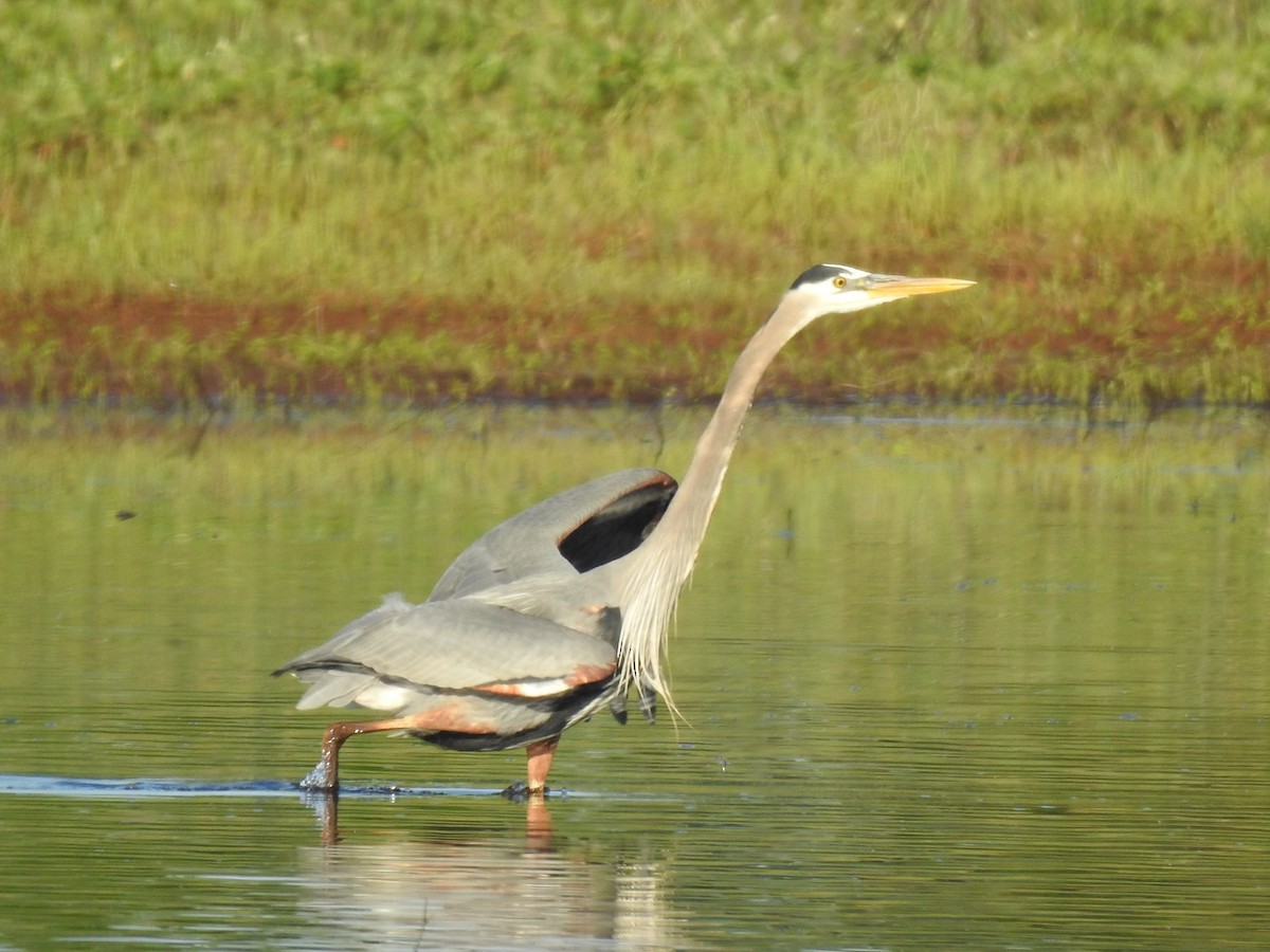 Great Blue Heron - ML224027901