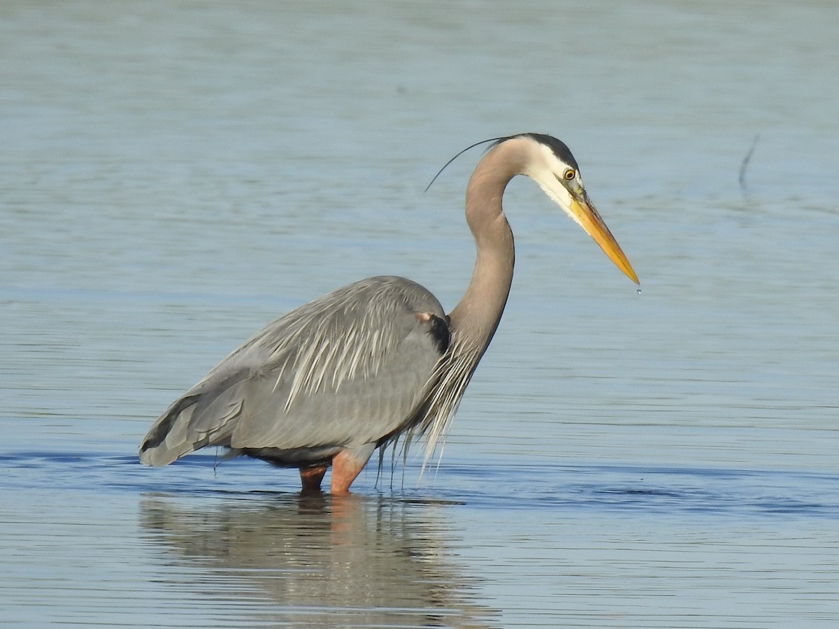 Great Blue Heron - ML224027921