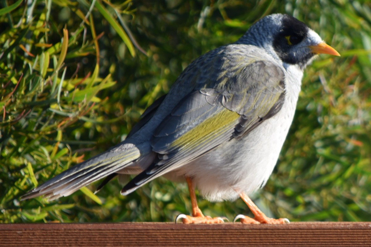 Noisy Miner - ML224028021