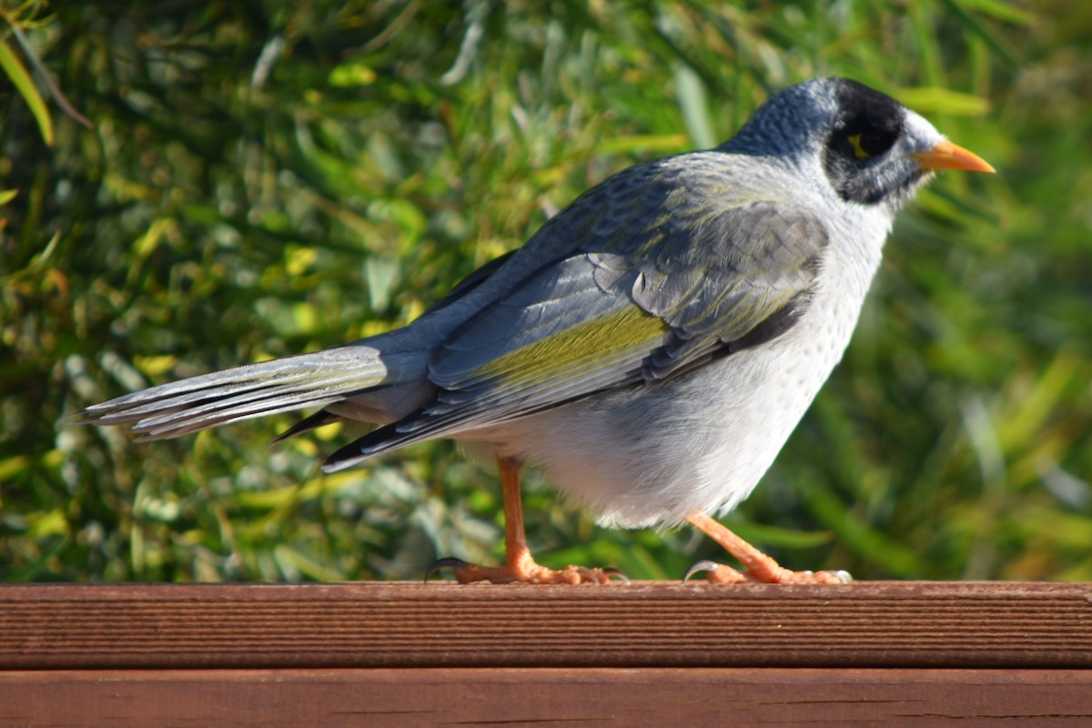 Noisy Miner - ML224028031