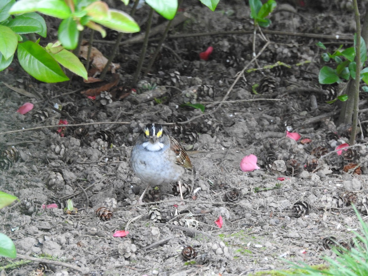 White-throated Sparrow - ML224028801