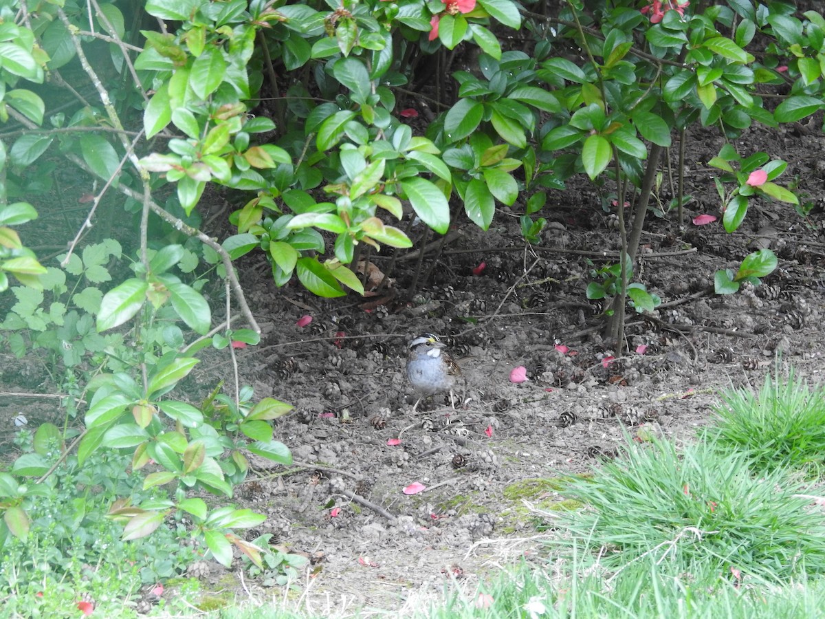 White-throated Sparrow - Anna Pickering