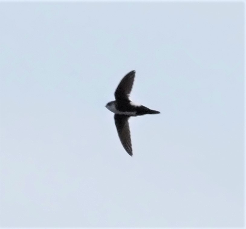 White-throated Swift - ML224029331