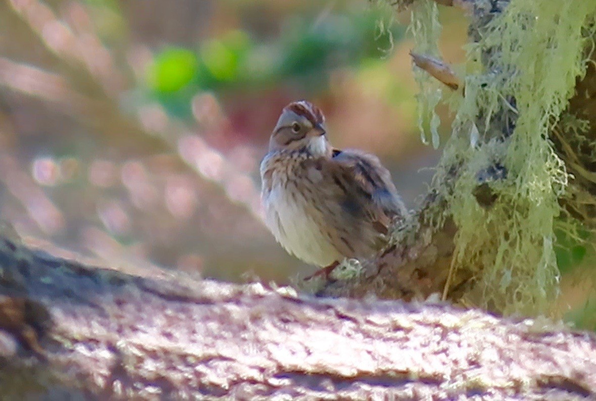 Lincoln's Sparrow - ML224030231