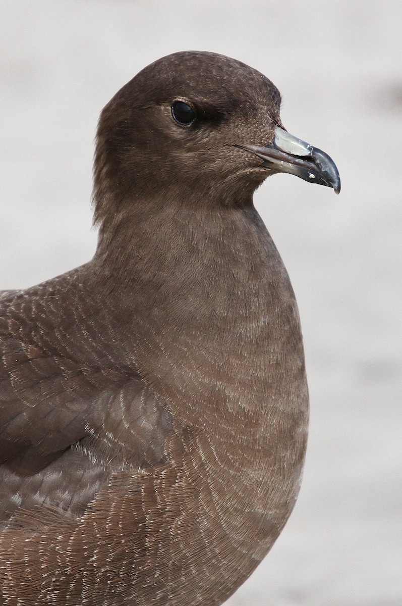 Long-tailed Jaeger - ML224031531