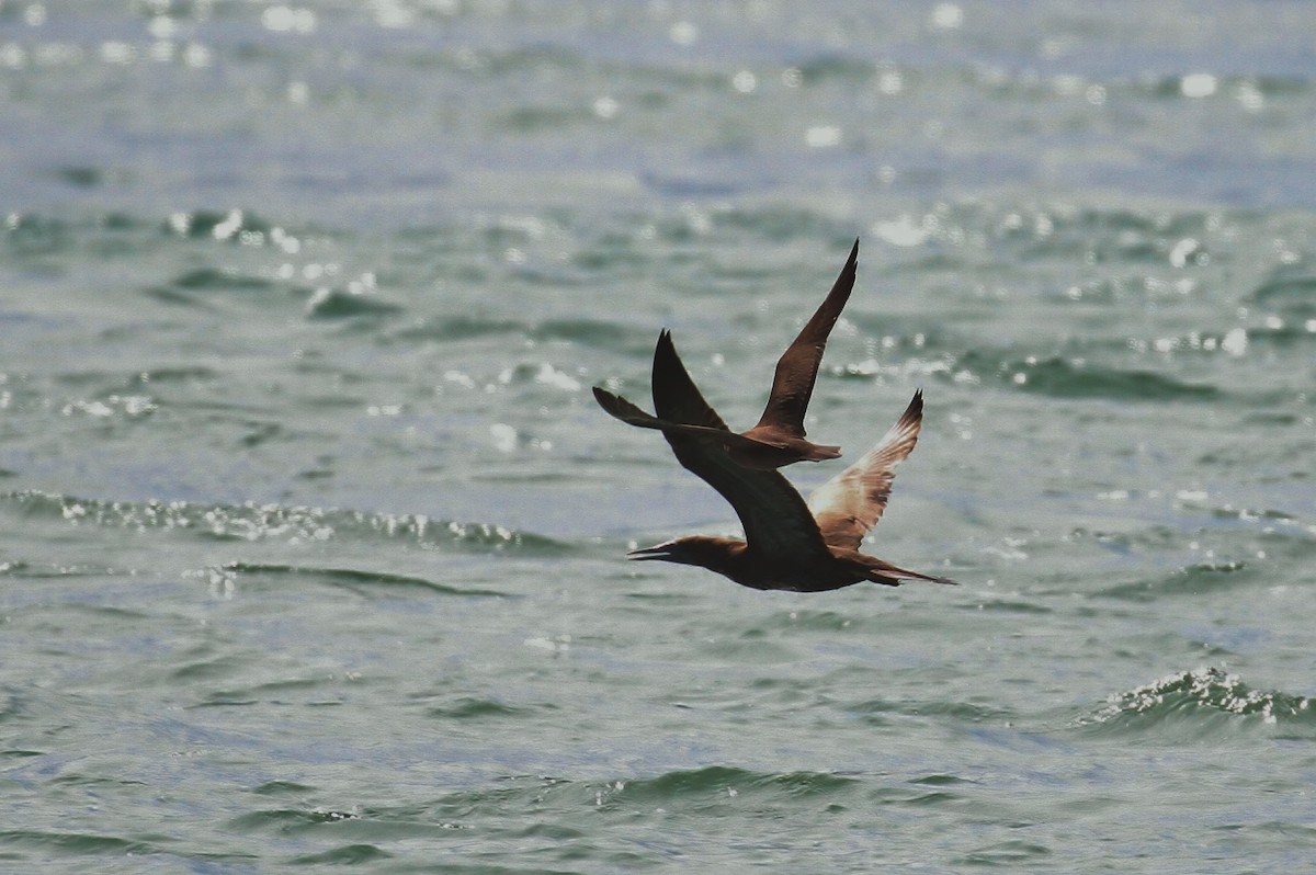 Long-tailed Jaeger - ML224031551