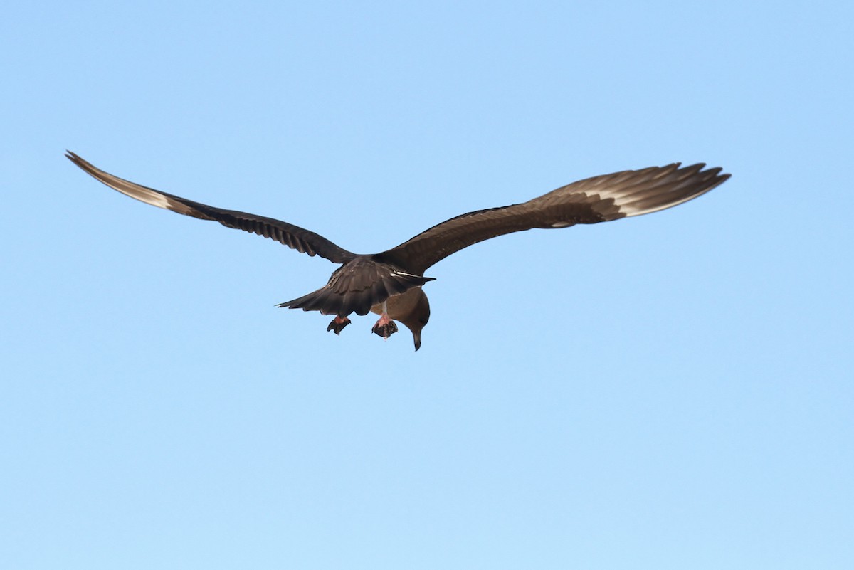 Long-tailed Jaeger - ML224031591