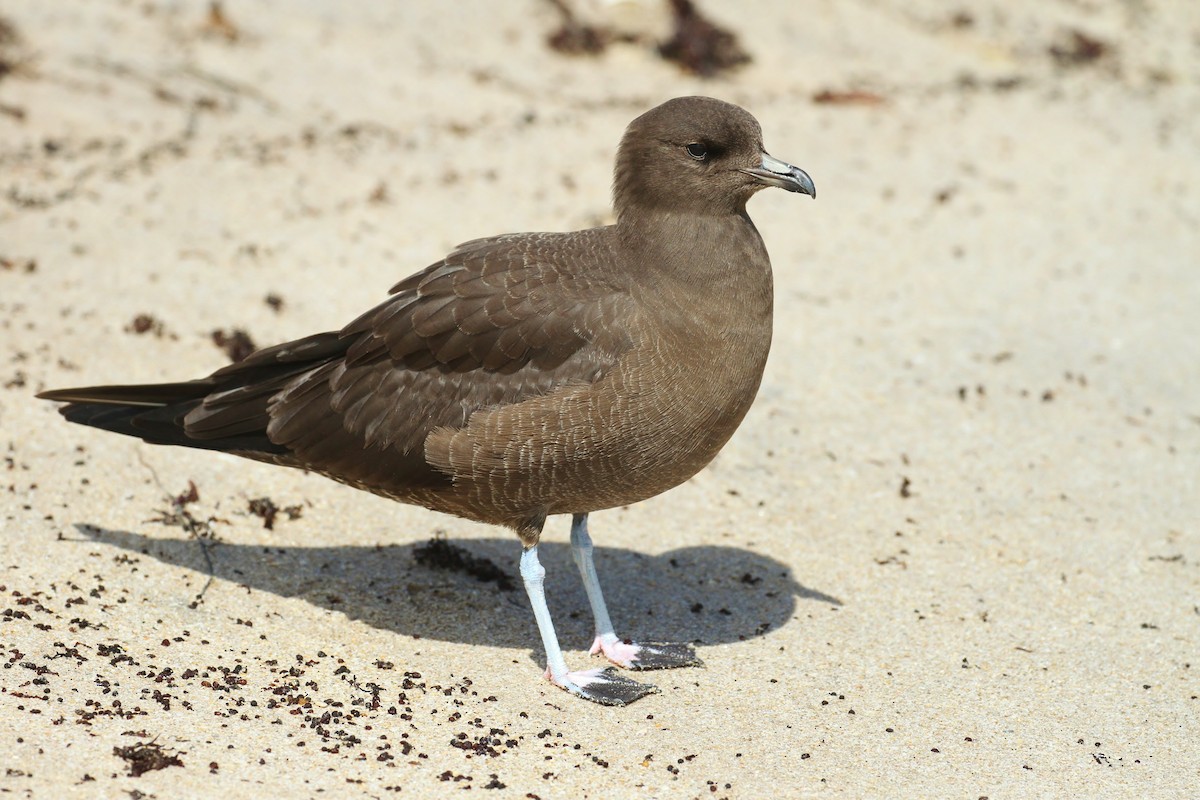 Long-tailed Jaeger - ML224031641