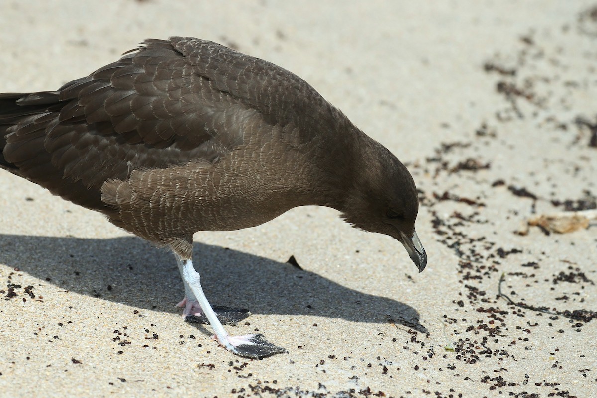 Long-tailed Jaeger - ML224031661