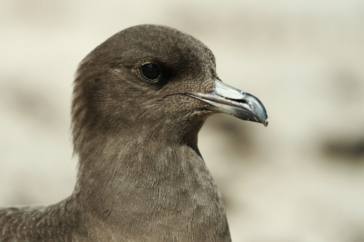 Long-tailed Jaeger - ML224031671